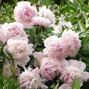 What to feed peonies in the spring for lush flowering