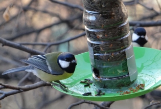 كيفية جعل التغذية للطيور بيديك