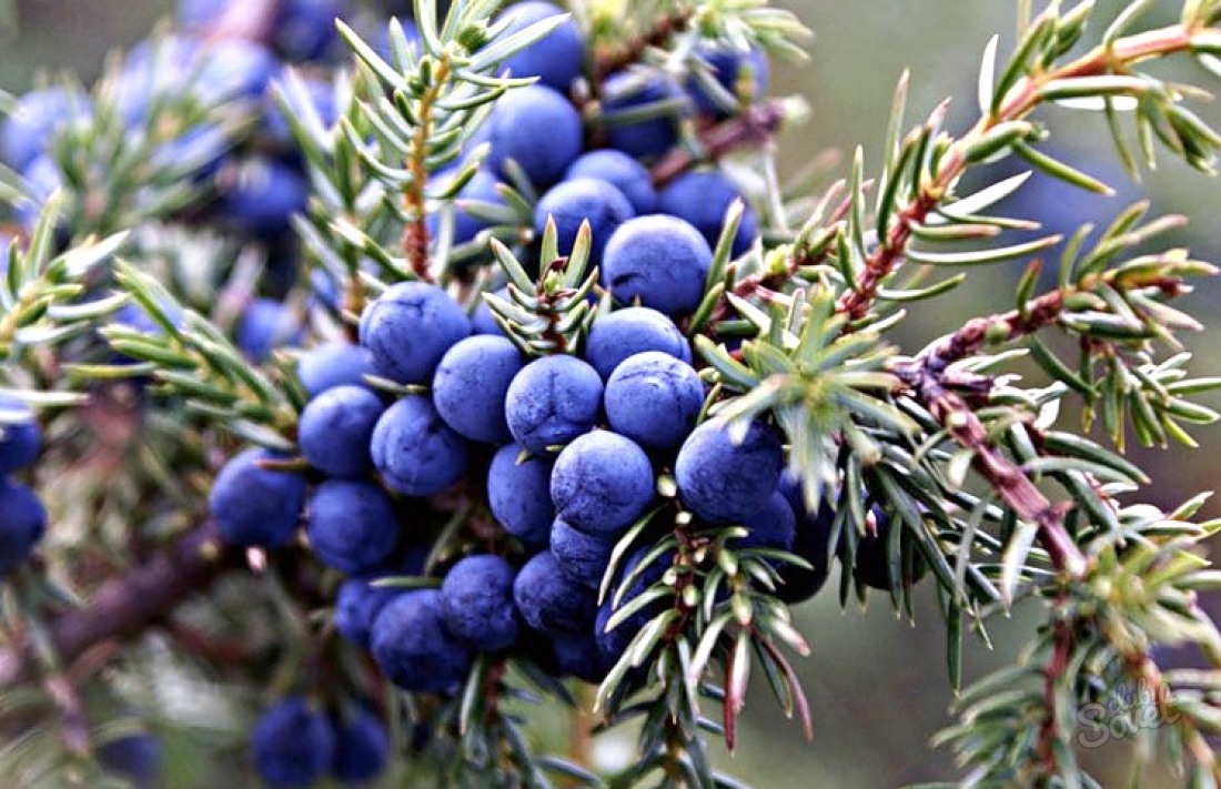 How the juniper is planted
