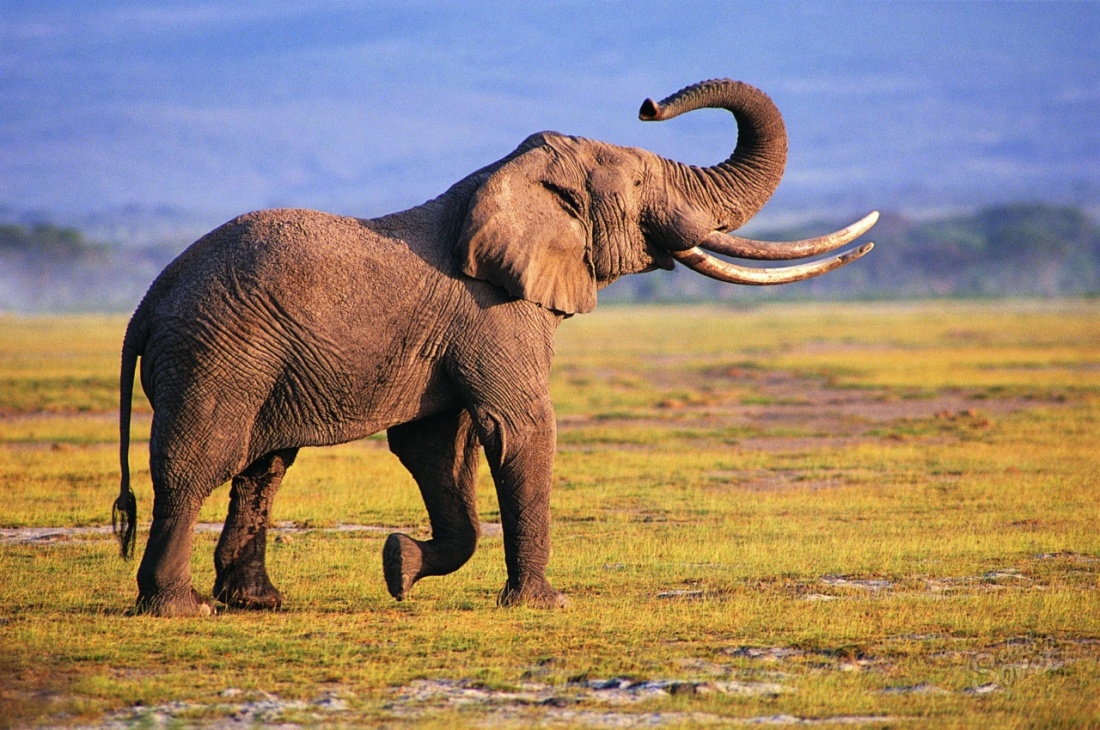 Why are elephants afraid of mice?