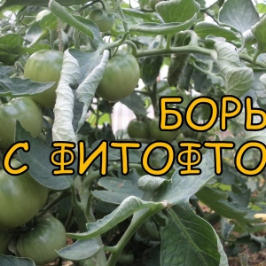 Фото фитофтора на помидорах в теплице - как бороться?