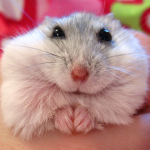 Photo Comment déterminer le hamster de plancher