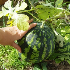 Fotografija kako staviti lubenice na sadnice