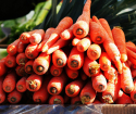 How to grow a big carrot