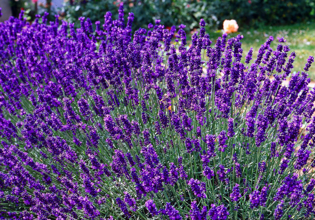 Bagaimana untuk tumbuh lavender