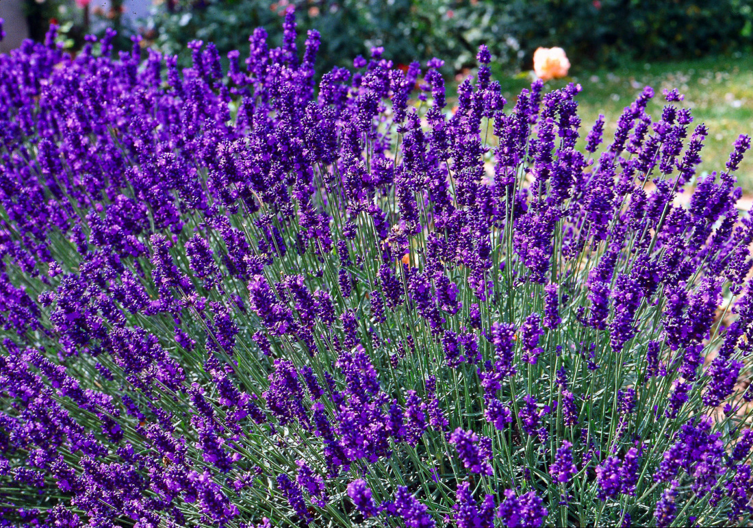 Cómo crecer lavanda.