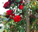 Cara menanamkan mawar di pinggul mawar