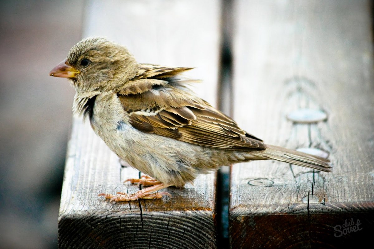Jak pozbyć się sparrow