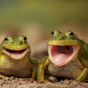 Fotografija Što su žabe san?