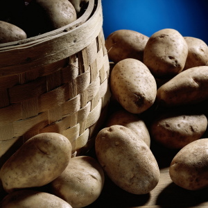 Фото як садити картоплю під солому