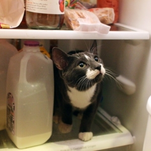 Foto Wie beseitigen Sie unangenehme Gerüche im Kühlschrank