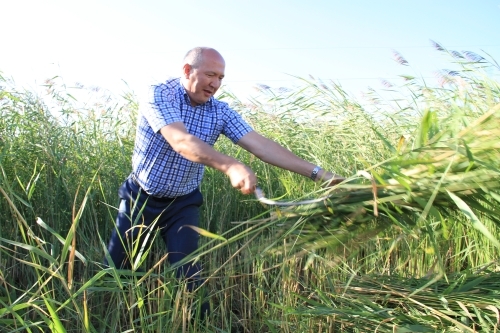 Kuandykov klippa sitt gräs