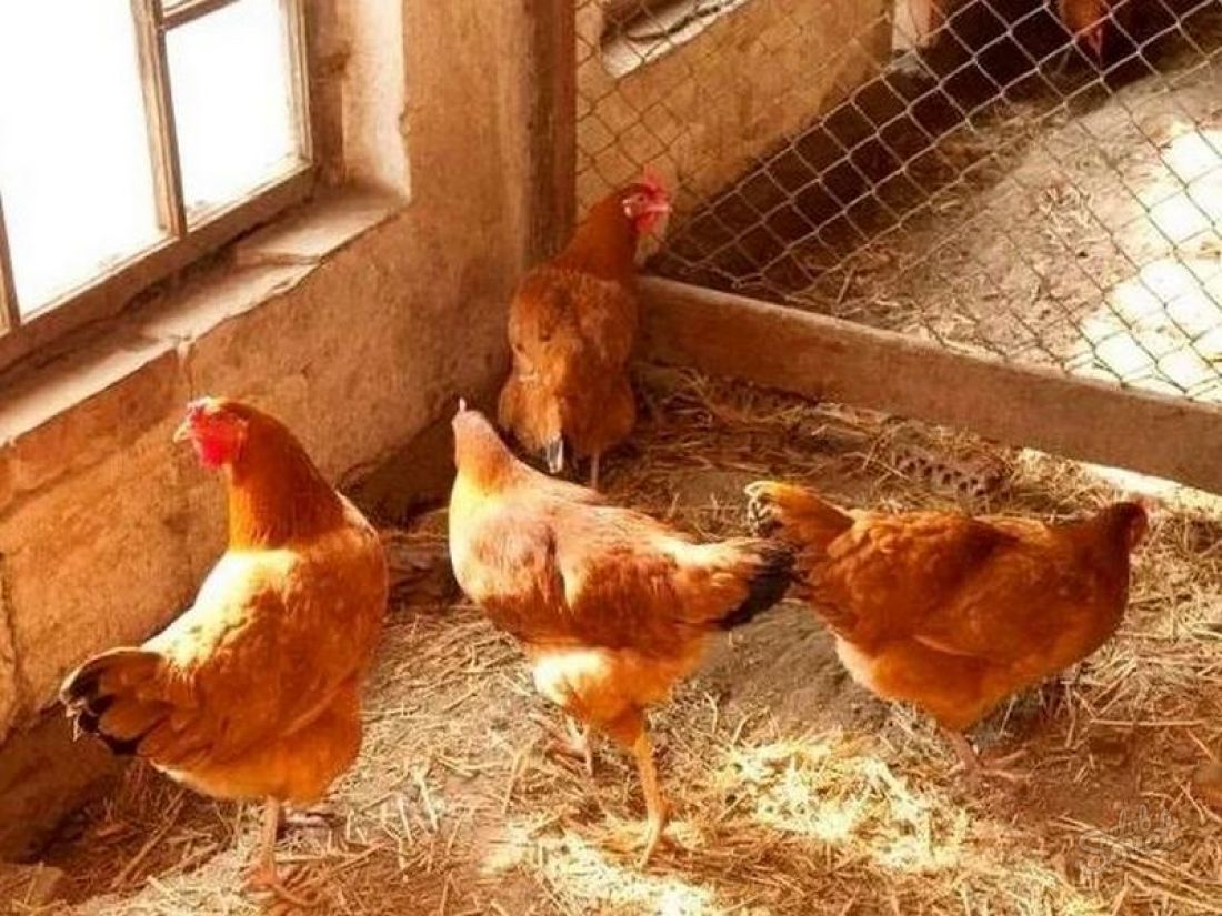 Kyckling med egna händer på 10 kycklingar
