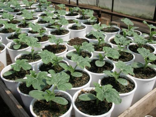 Watermelon Seedling_Preview_22_03_2011_12_23_28.