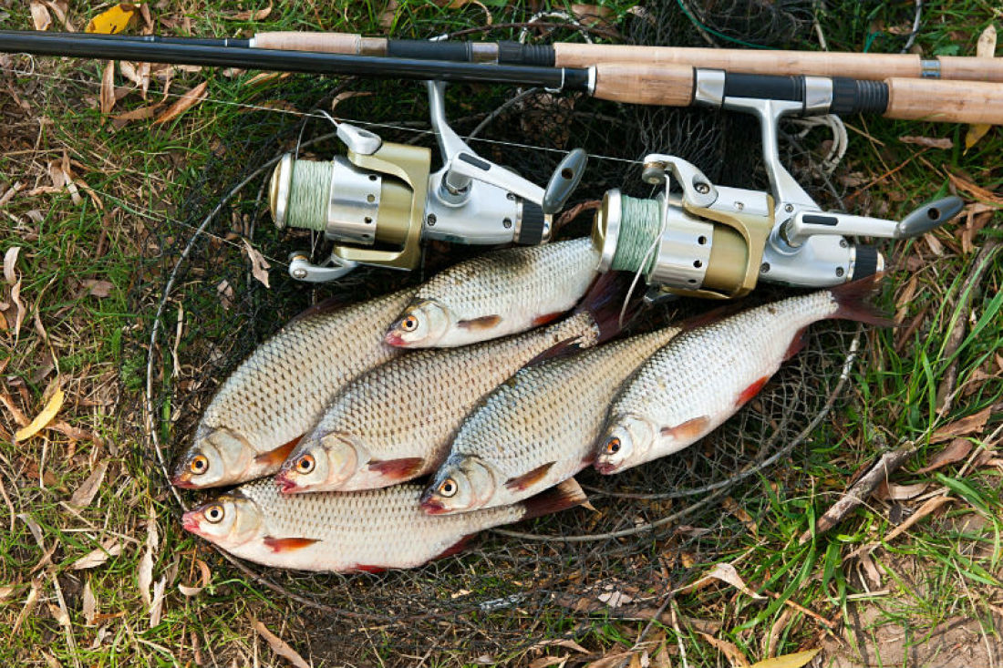 How to equip feeder for catching crucian?