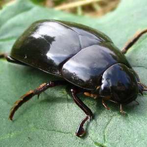 What dream beetles