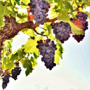 Kako zmanjšati grozdje v avgustu