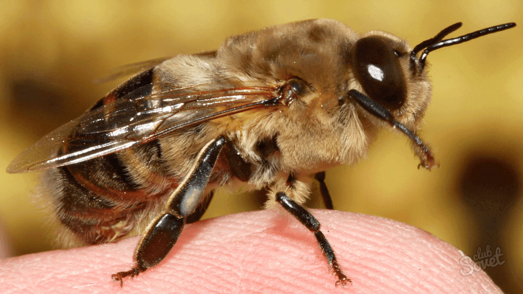 Что делать при укусе пчелы?