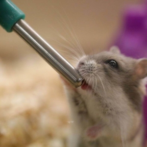 Foto Cara membuat krim untuk hamster dengan tangan Anda sendiri?