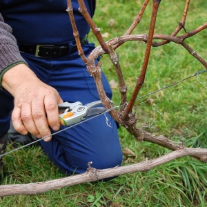 Foto Como cortar uvas no outono