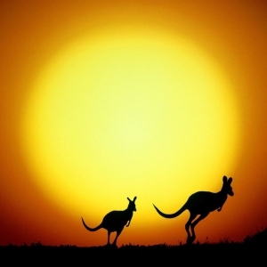 Por que não há grandes predadores na Austrália