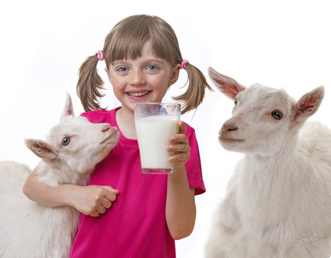 Co je užitečné kozí mléko