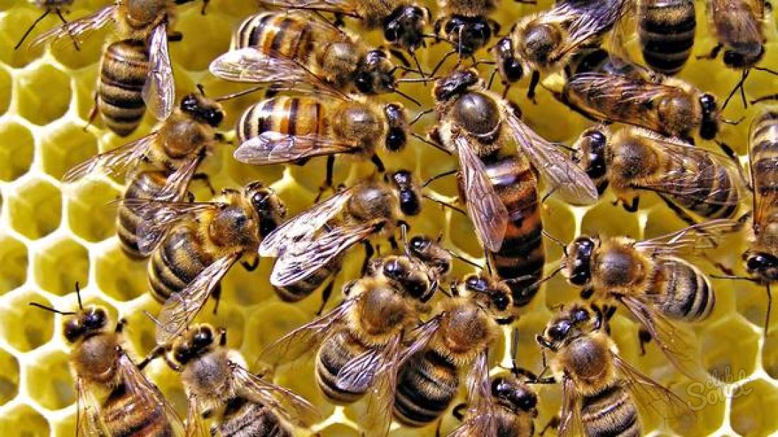 چگونه می توان از زنبورها خلاص شد