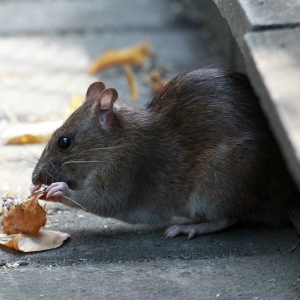 Foto Como se livrar de ratos