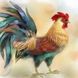 Foto Wie zeichnet man einen Hahn?