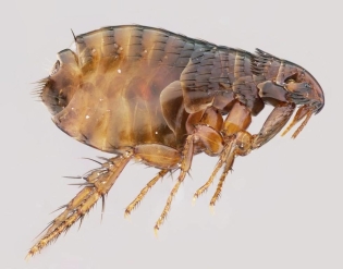 რა flea ჰგავს?
