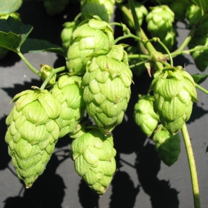 How to grow hops