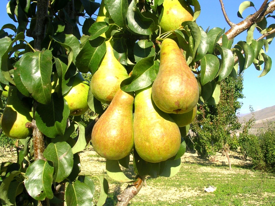 How to instill a pear
