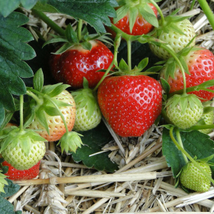 Photo Comment fraises disseate