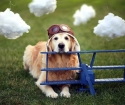 چگونه برای حمل یک سگ در هواپیما