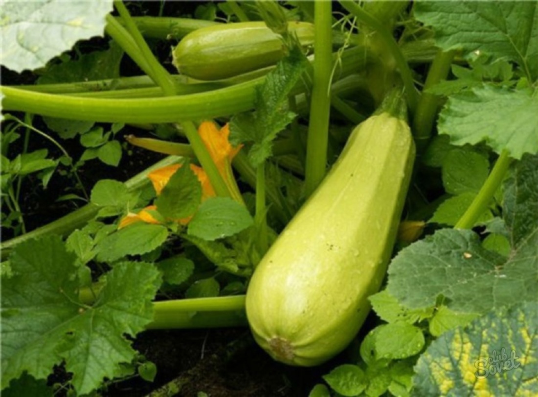 Come coltivare zucchini