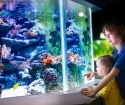 What dreams aquarium?