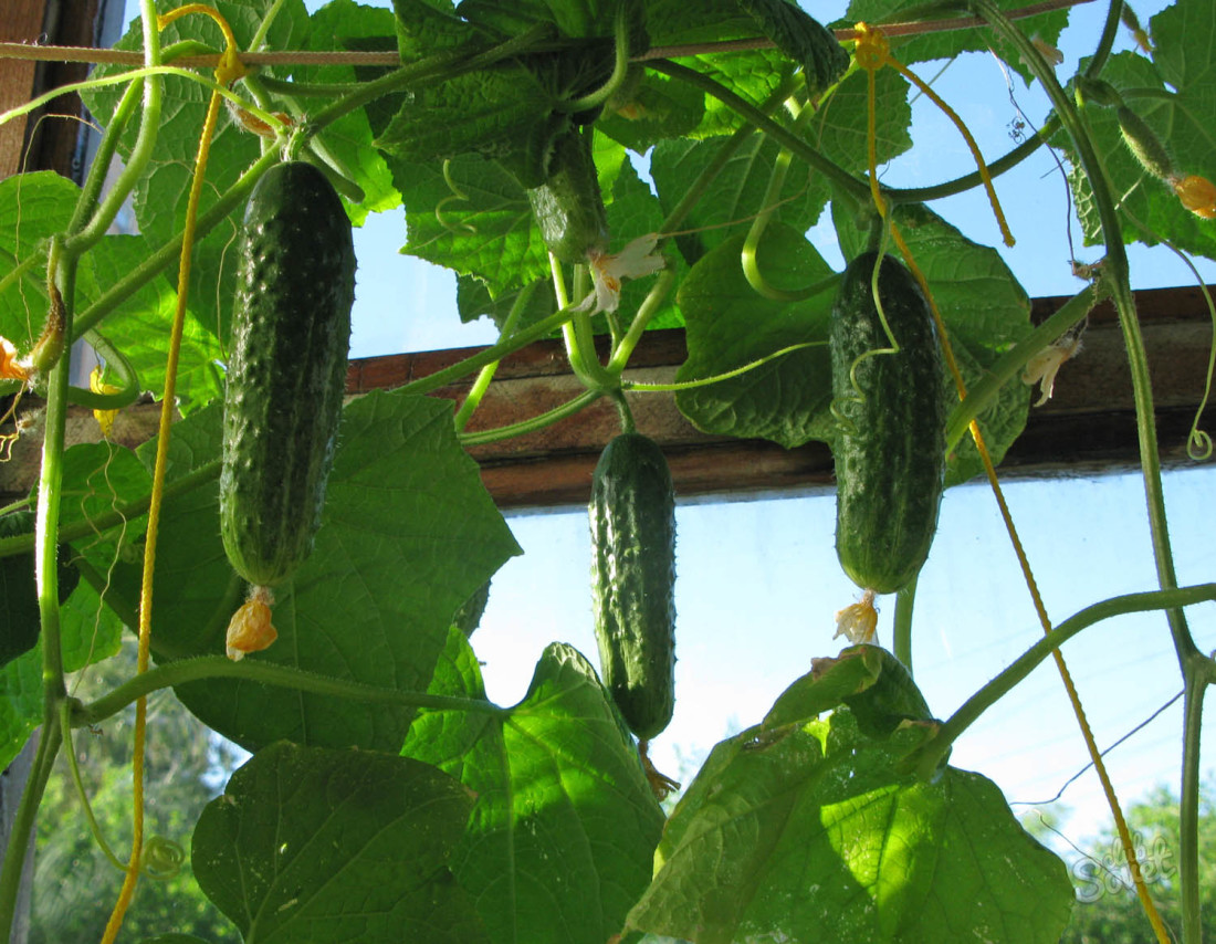 Ako zasadiť uhorky na balkóne