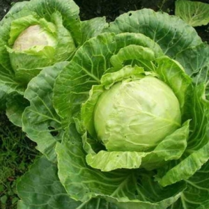 Πώς να καλλιεργήσετε το λάχανο στο ανοιχτό έδαφος