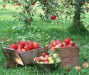 При пръскане ябълково дърво от вредители