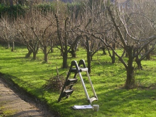 How to trim the apple tree