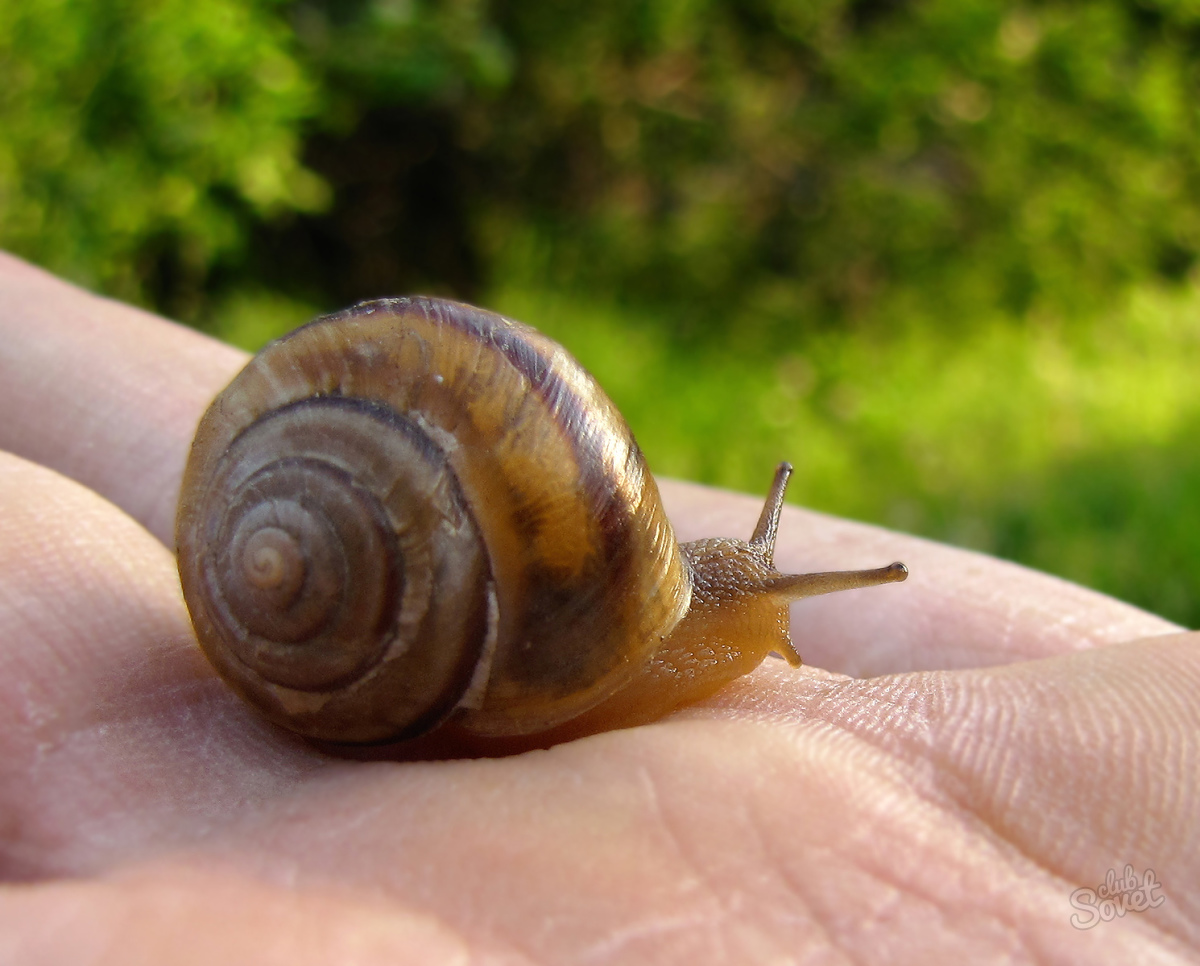 Snail ლორწოს, თუ როგორ გამოიყენოთ