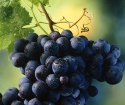 Como cultivar uvas de estacas