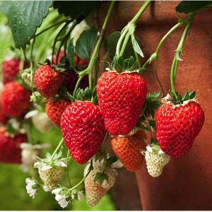 Photo How to grow strawberries on the balcony