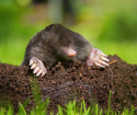 How to bring mole from the plot