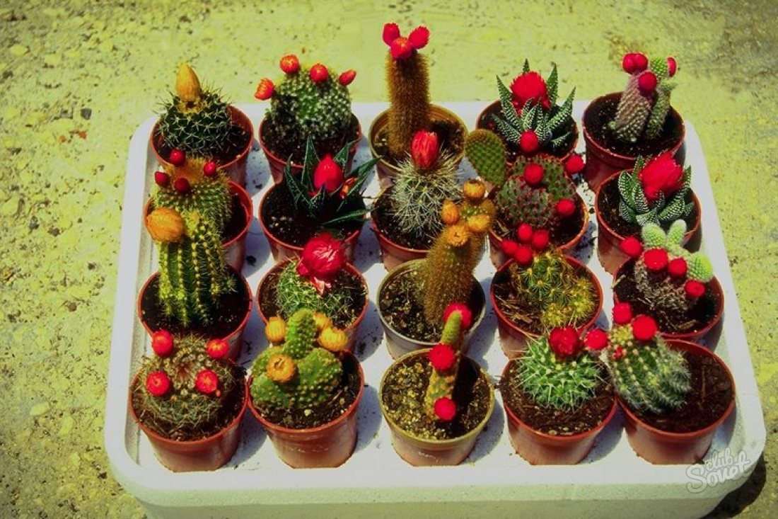 Hur växer kaktus