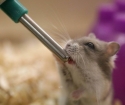 How to make a hammer for a hamster with your own hands?