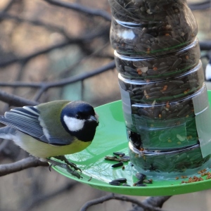 صورة كيفية جعل وحدة تغذية للطيور بأيديك