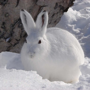 Photo How to put a loop on a hare in winter