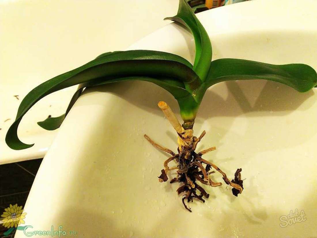 Hur man räddar orkidéens rot?