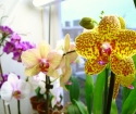 Feuilles jaunes orchidées - Que faire?